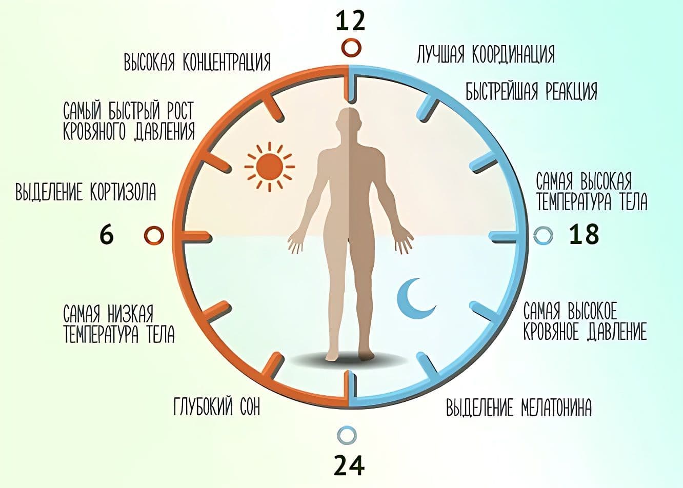 Открытие молекулярных механизмов, контролирующих циркадный ритм
